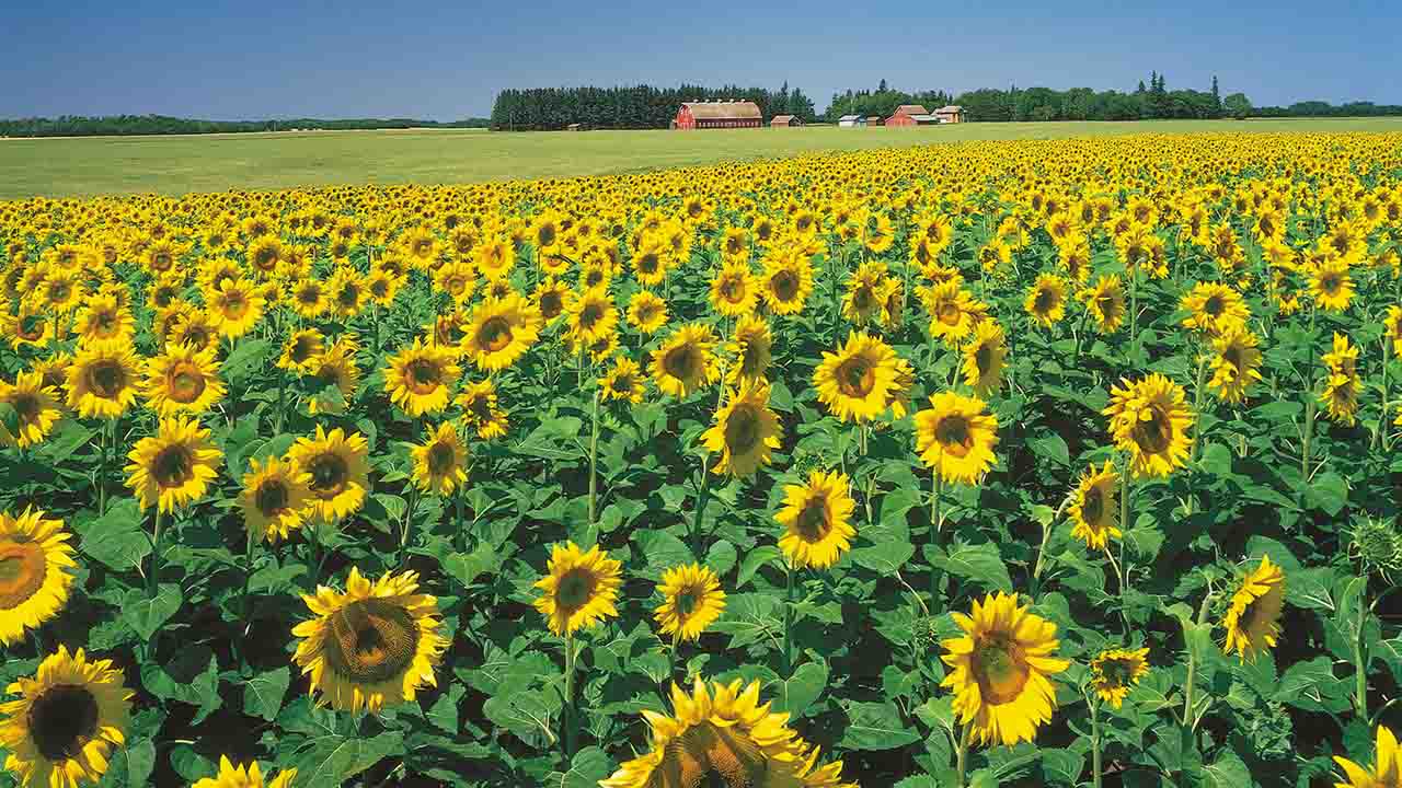 sunflower-farmer