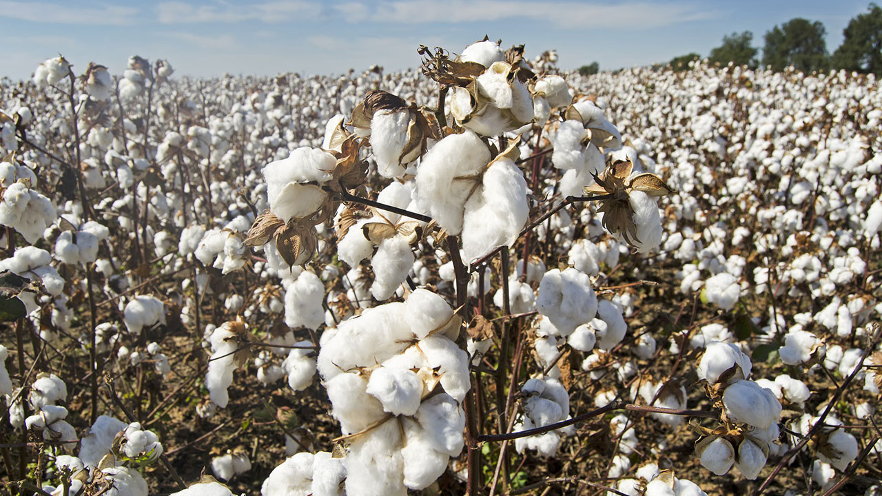 cotton-farmer